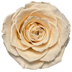 Trandafiri Criogenati RoseAmor BELLA PEA - 89 Set 4 Buc - Depozitul de Criogenati