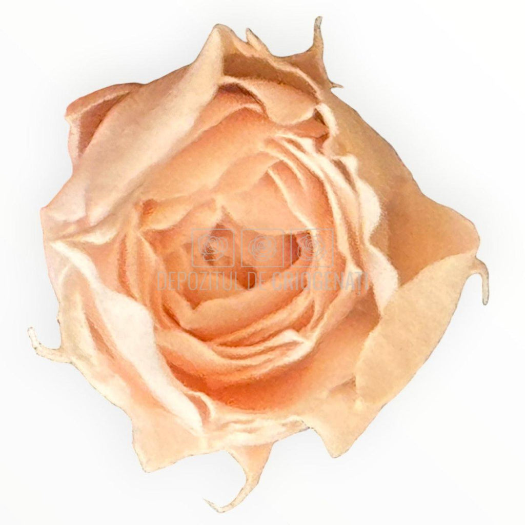 Trandafiri Criogenati roz deschis Lulu SPRAY FASCINATING PORCELAIN - Depozitul de Criogenati