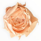 Trandafiri Criogenati roz deschis Lulu SPRAY FASCINATING PORCELAIN - Depozitul de Criogenati