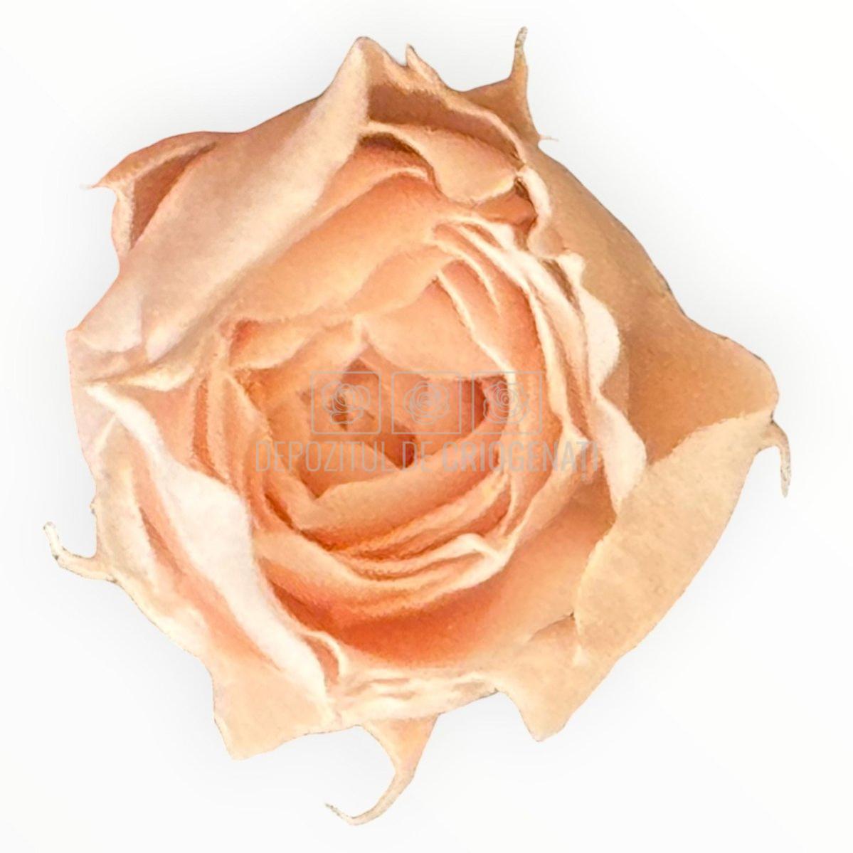 Trandafiri Criogenati roz deschis Lulu SPRAY FASCINATING PORCELAIN - Depozitul de Criogenati