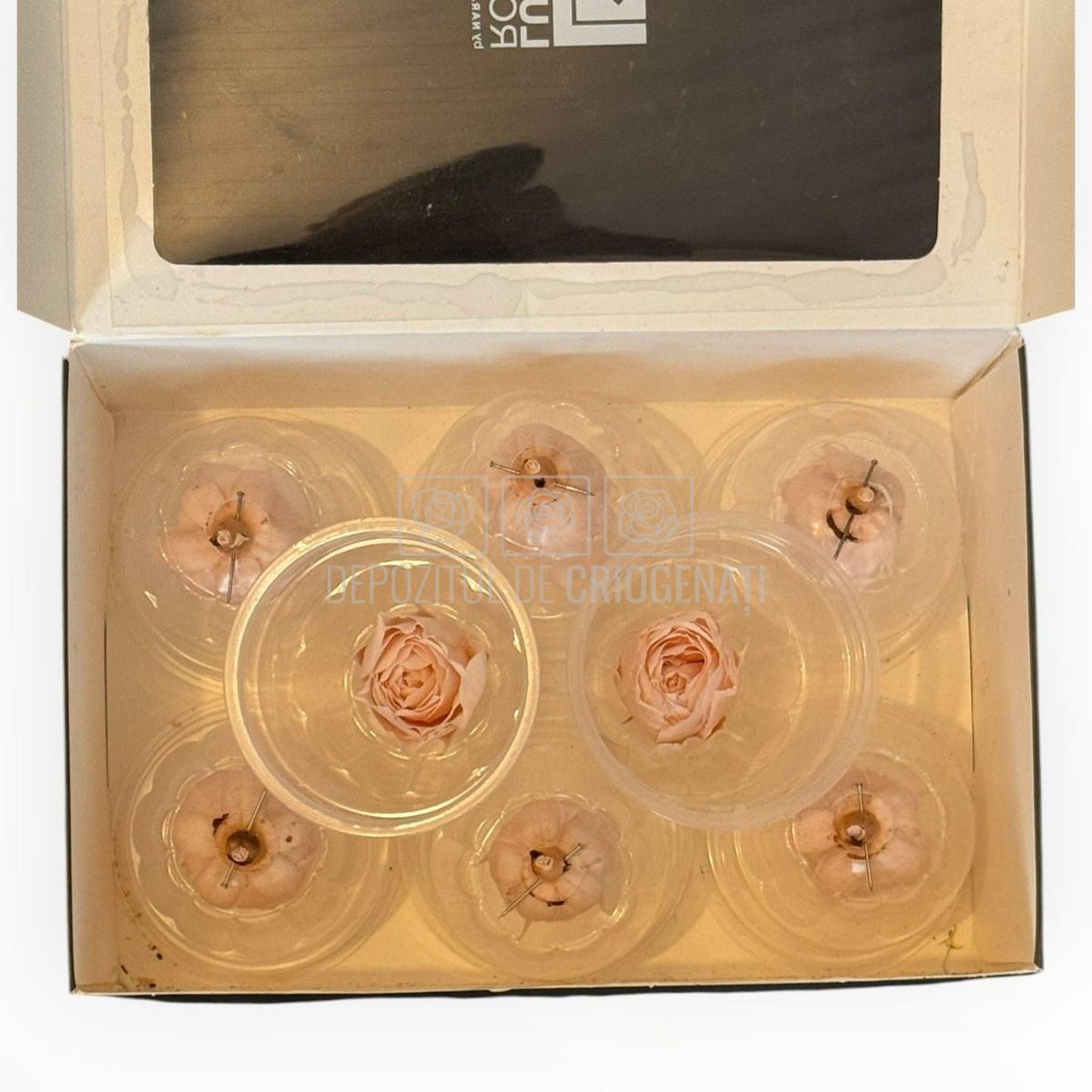 Trandafiri Criogenati roz deschis Lulu SPRAY FASCINATING PORCELAIN - Depozitul de Criogenati