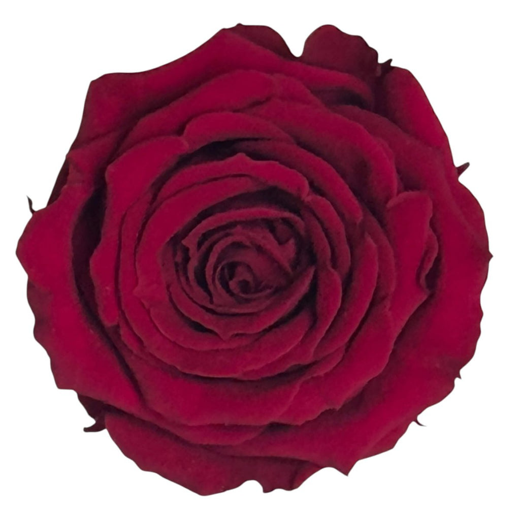 Trandafiri Criogenati S PIN - 02 (dia.3 - 4cm x h3cm) - Depozitul de Criogenati