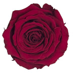 Trandafiri Criogenati S PIN - 02 (dia.3 - 4cm x h3cm) - Depozitul de Criogenati
