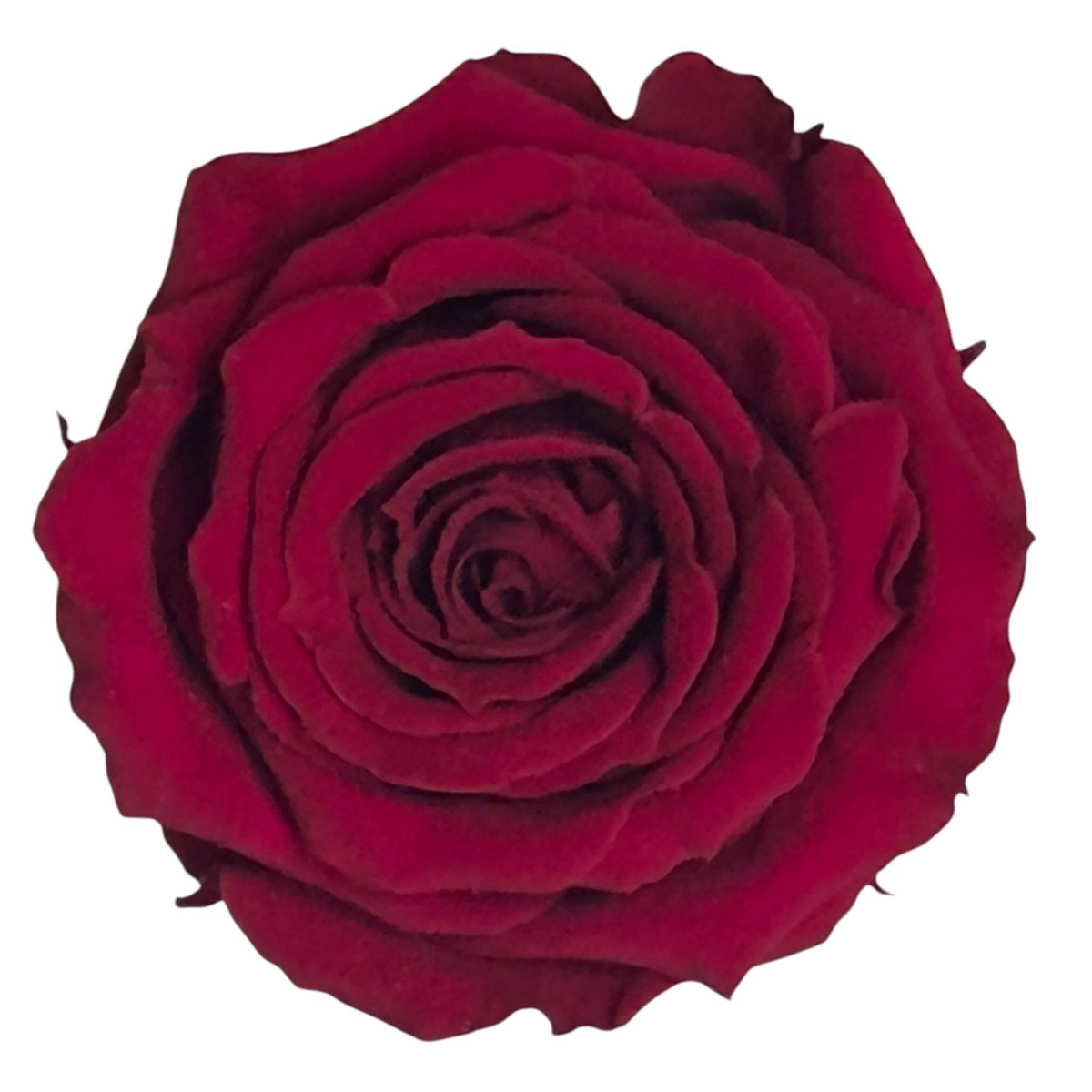 Trandafiri Criogenati S PIN - 02 (dia.3 - 4cm x h3cm) - Depozitul de Criogenati
