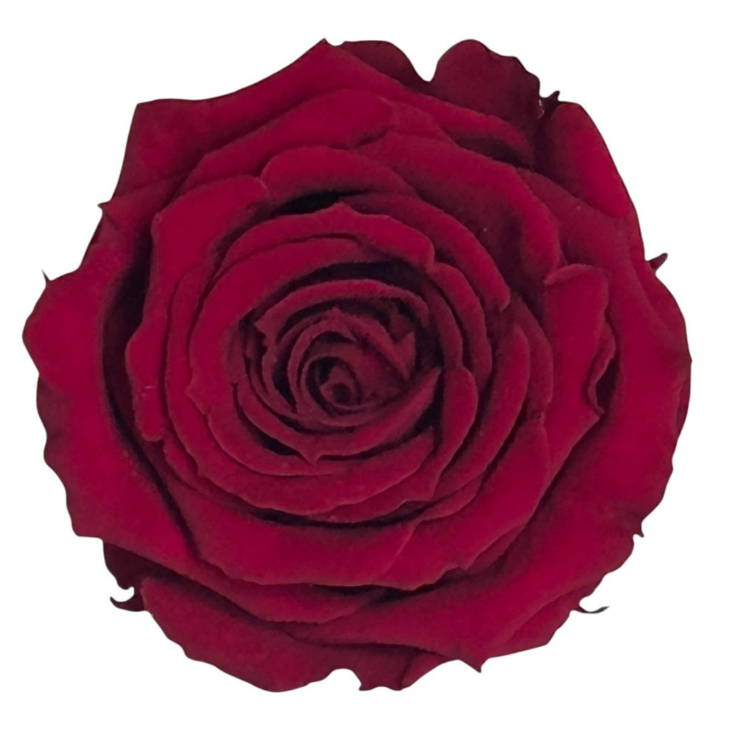 Trandafiri Criogenati S PIN - 02 (dia.3 - 4cm x h3cm) - Depozitul de Criogenati