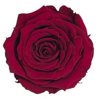Trandafiri Criogenati S PIN - 02 (dia.3 - 4cm x h3cm) - Depozitul de Criogenati