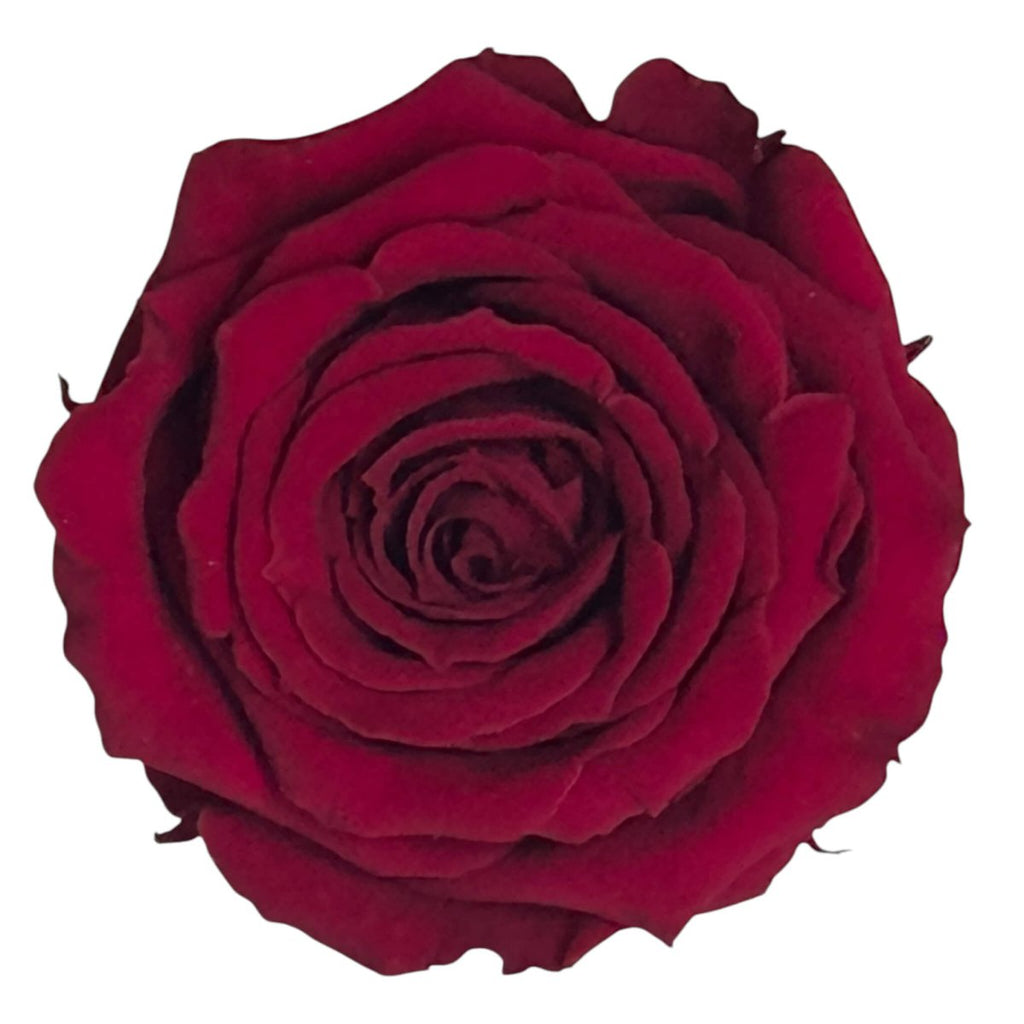 Trandafiri Criogenati S PIN - 02 (dia.3 - 4cm x h3cm) - Depozitul de Criogenati
