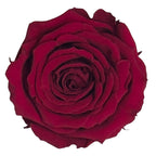 Trandafiri Criogenati S PIN - 02 (dia.3 - 4cm x h3cm) - Depozitul de Criogenati