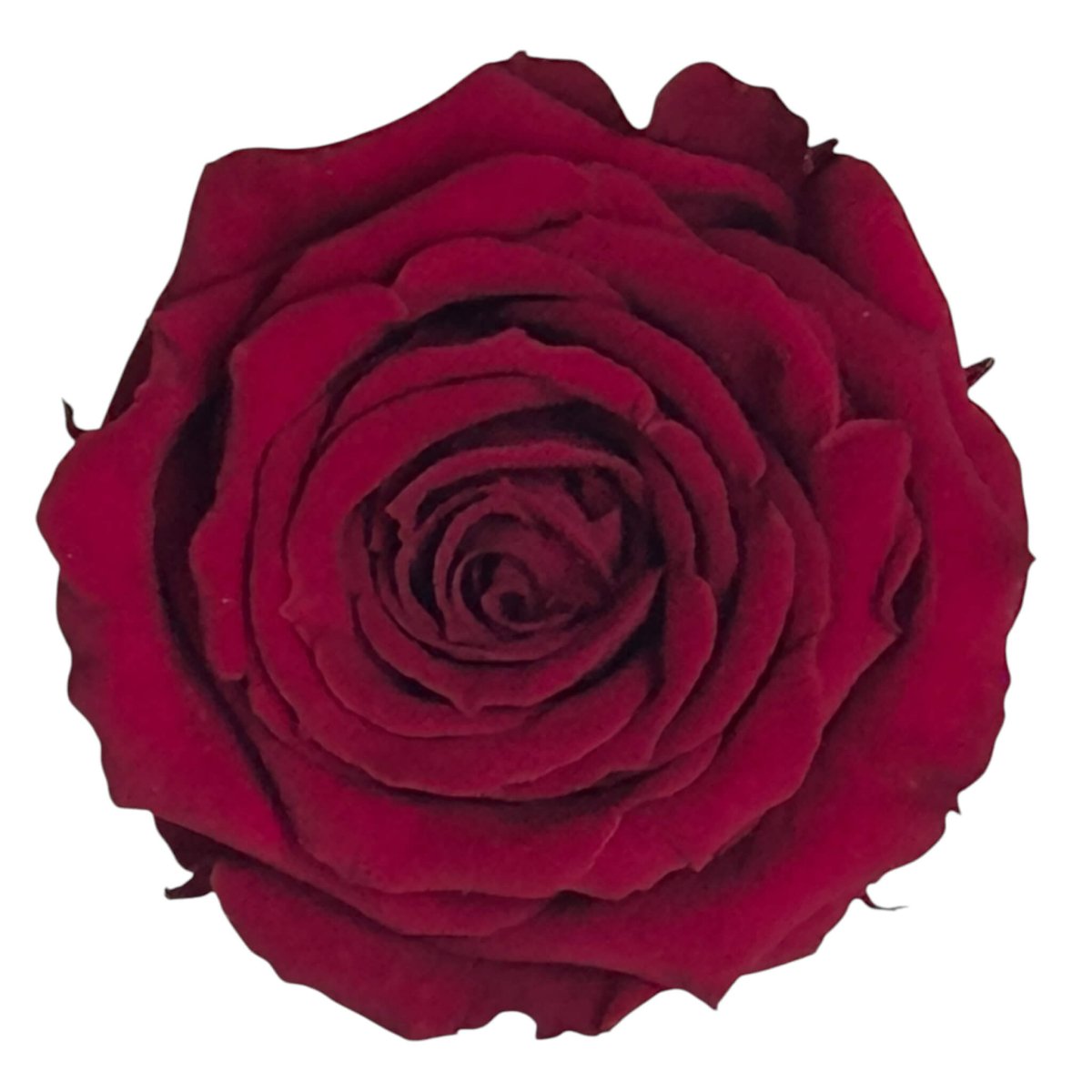 Trandafiri Criogenati S PIN - 02 (dia.3 - 4cm x h3cm) - Depozitul de Criogenati