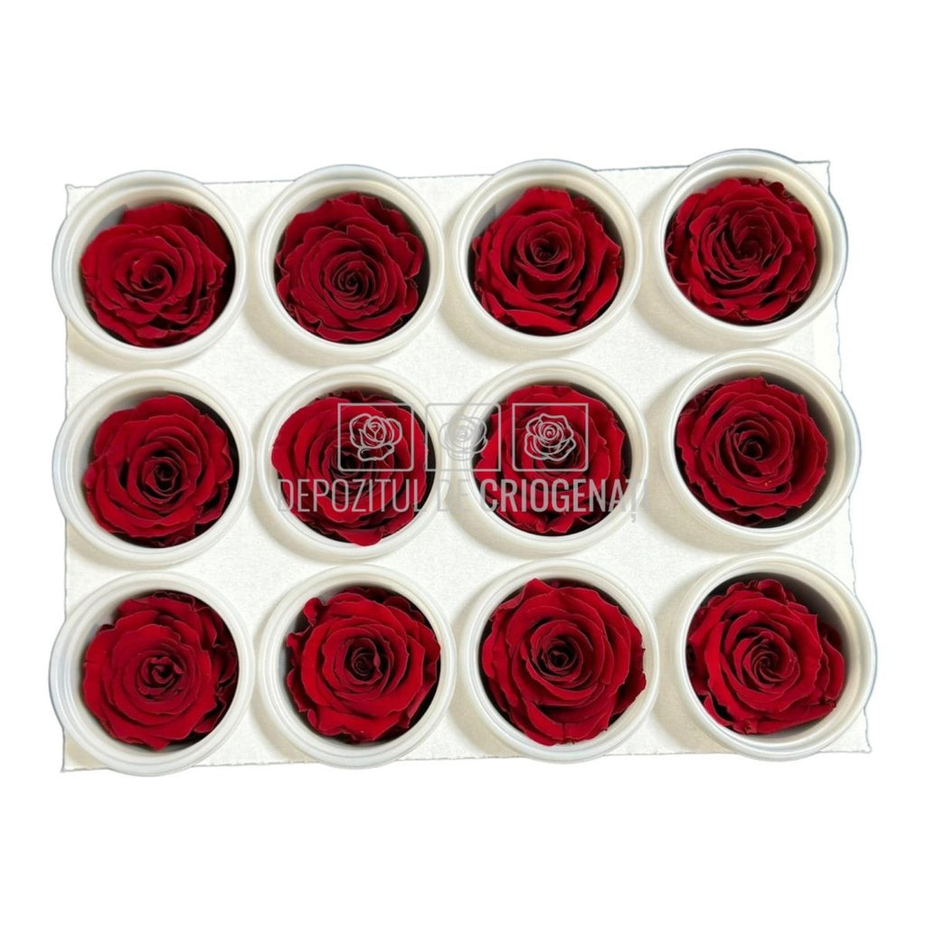 Trandafiri Criogenati S RED-01 (dia. 3-4cm, set 12 buc /cutie) - DepozituldeCriogenati.ro