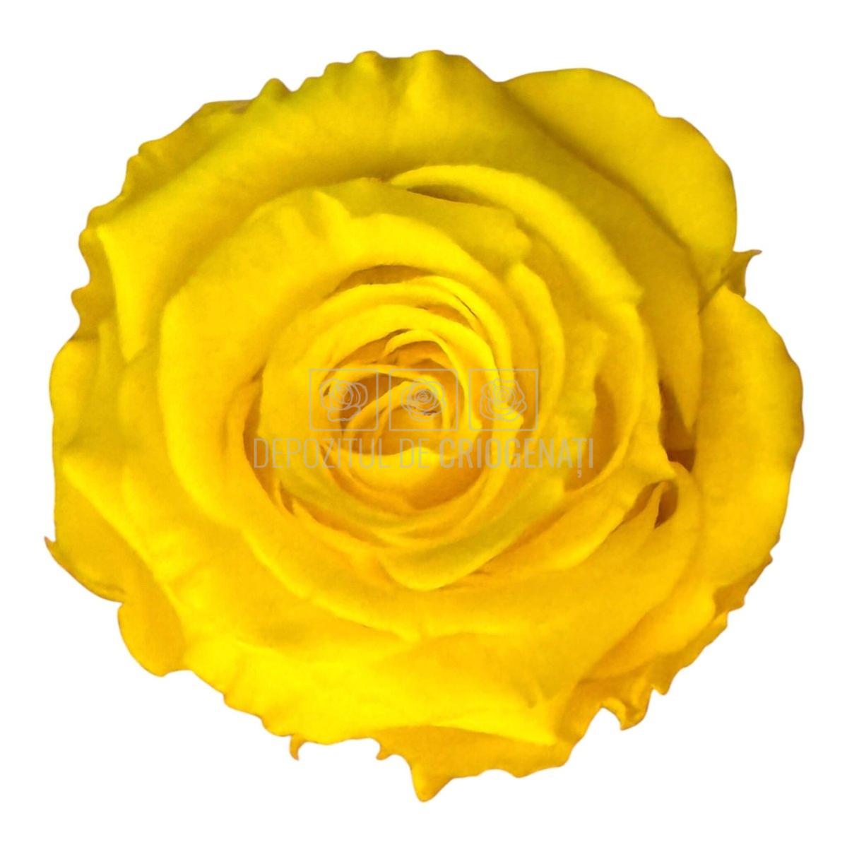 Trandafiri Criogenati S YEL-99 (dia.3-4cm x h3cm) - Depozitul de Criogenati