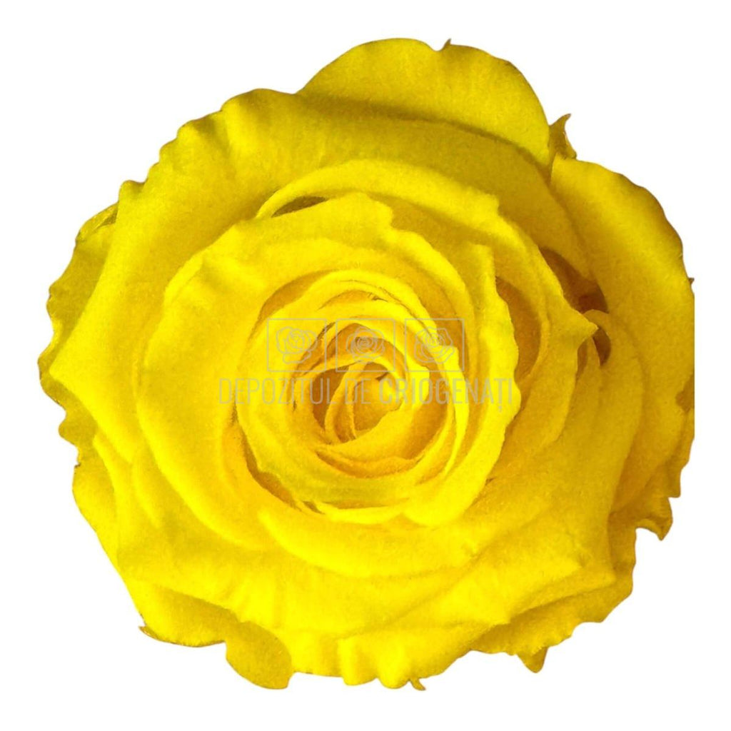 Trandafiri Criogenati S YEL-99 (dia.3-4cm x h3cm) - Depozitul de Criogenati