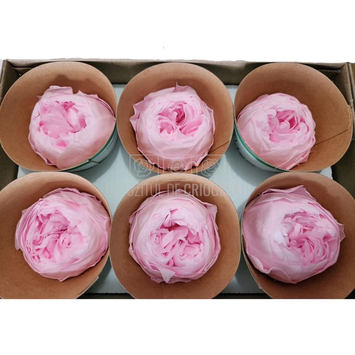 Trandafiri Criogenati set 6 buc - NIKI PIN - 99 - Depozitul de Criogenati