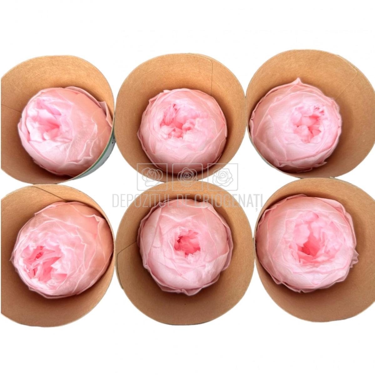 Trandafiri Criogenati set 6 buc - NIKI PIN - 99 - Depozitul de Criogenati