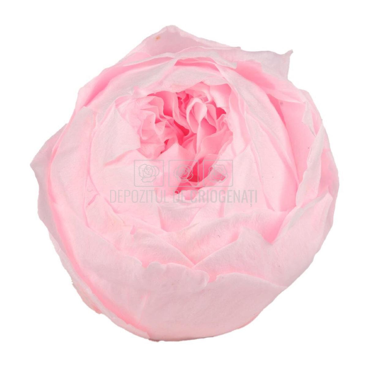 Trandafiri Criogenati set 6 buc - NIKI PIN - 99 - Depozitul de Criogenati