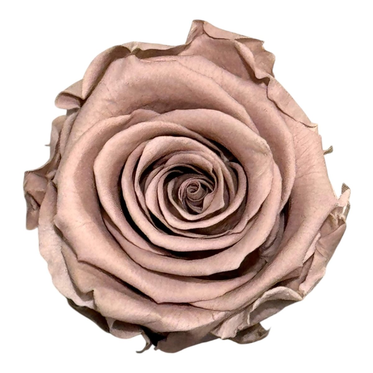 Trandafiri Criogenati STANDARD HAZELNUT (dia. 5 - 5,5cm) - DepozituldeCriogenati.ro