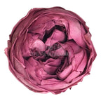 Trandafiri Criogenati Violet NIKI VIO - 02 (Ø5cm x H4cm) - Depozitul de Criogenati