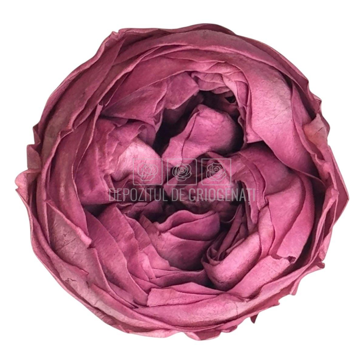 Trandafiri Criogenati Violet NIKI VIO - 02 (Ø5cm x H4cm) - Depozitul de Criogenati