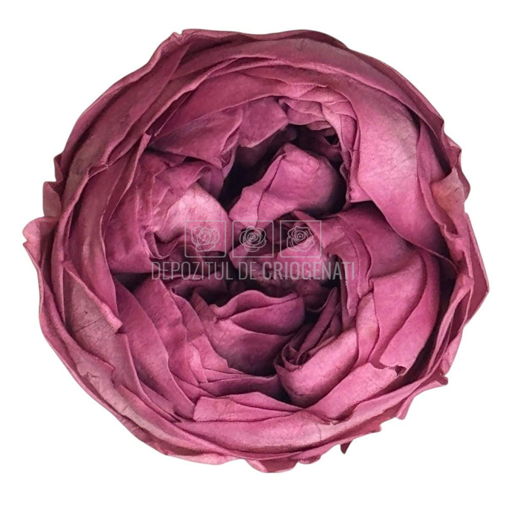 Trandafiri Criogenati Violet NIKI VIO - 02 (Ø5cm x H4cm) - Depozitul de Criogenati