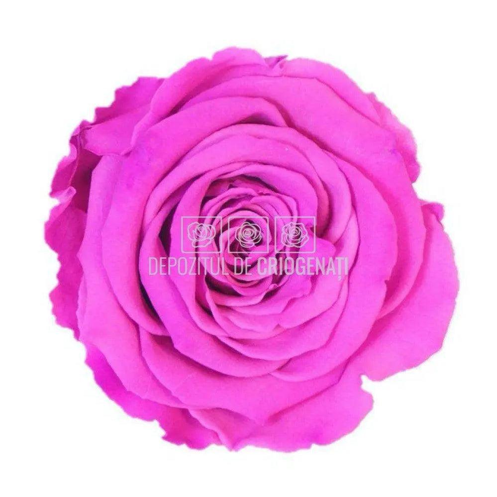 Trandafiri Criogenati XL BIC-05 (Ø6-6,5cm, set 6 buc /cutie) - DepozituldeCriogenati.ro