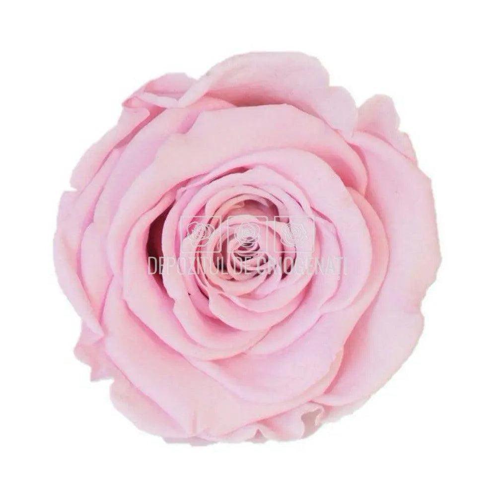 Trandafiri Criogenati XL BIC-07 (Ø6-6,5cm, set 6 buc /cutie) - DepozituldeCriogenati.ro