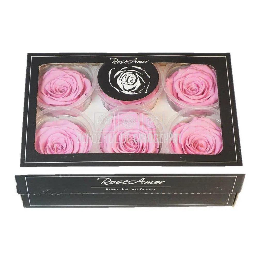 Trandafiri Criogenati XL BIC-08 (dia. 6-6,5cm, set 6 buc /cutie)
