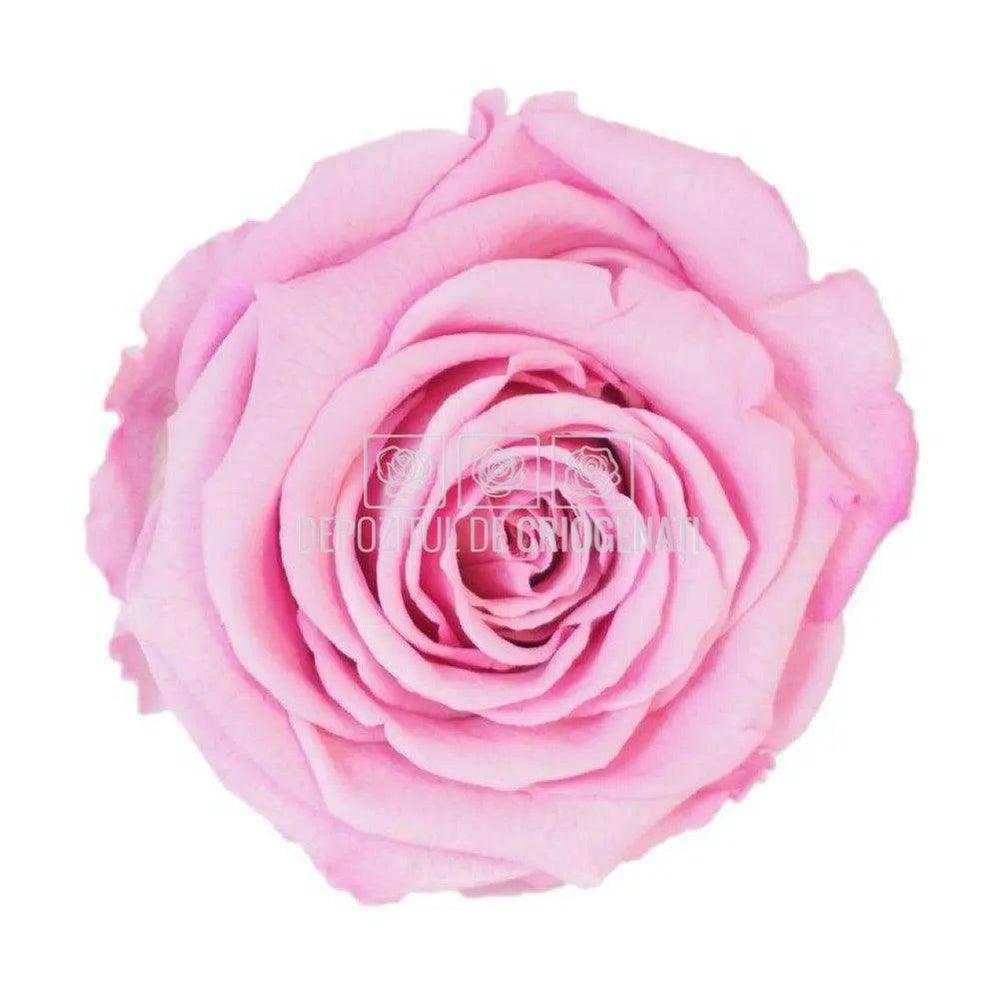 Trandafiri Criogenati XL BIC-08 (dia. 6-6,5cm, set 6 buc /cutie)