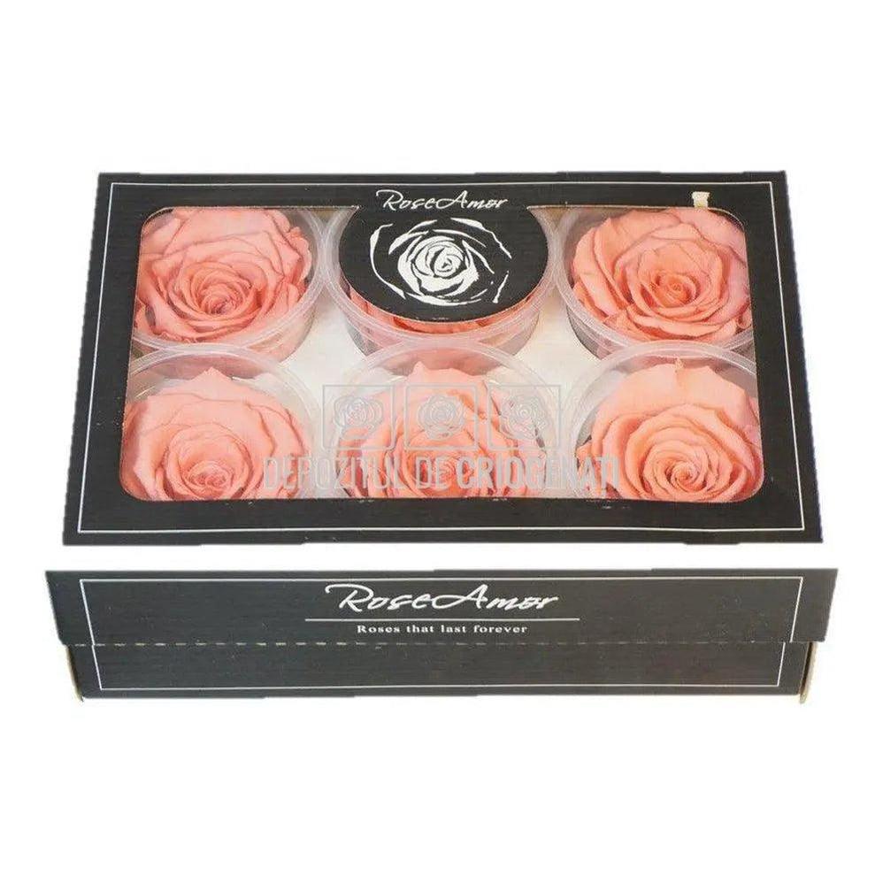 Trandafiri Criogenati XL BIC-09 (Ø6-6,5cm, set 6 buc /cutie) - DepozituldeCriogenati.ro