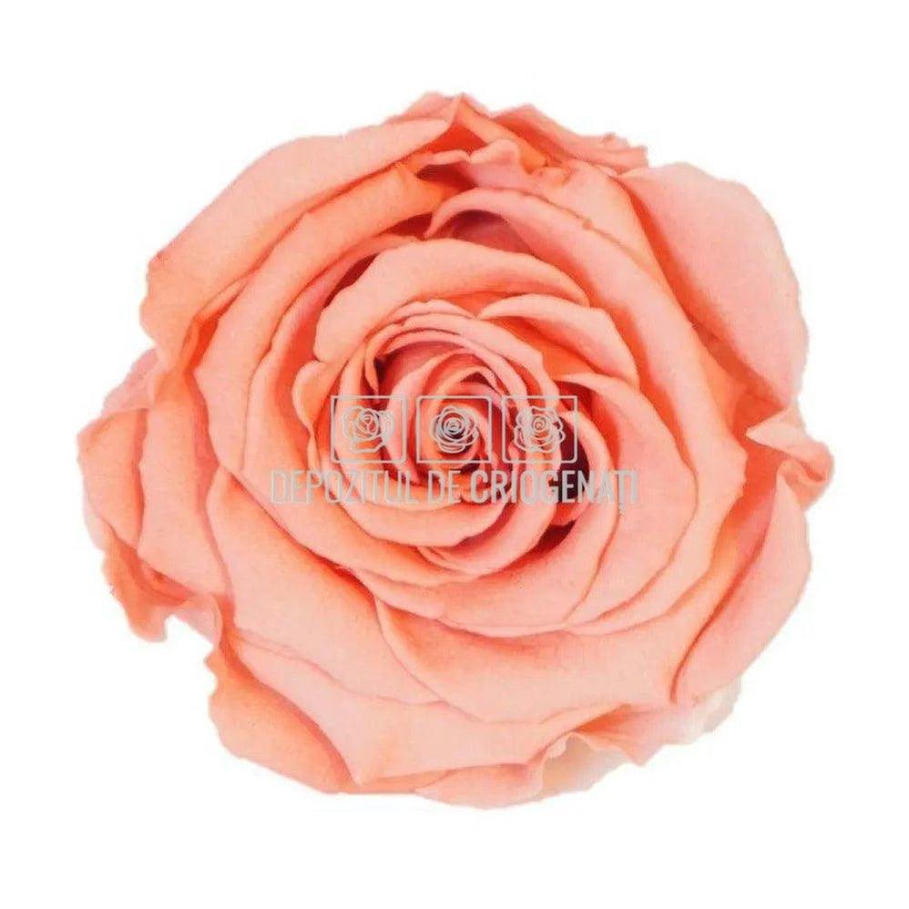 Trandafiri Criogenati XL BIC-09 (Ø6-6,5cm, set 6 buc /cutie) - DepozituldeCriogenati.ro