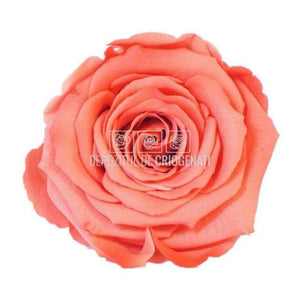 Trandafiri Criogenati XL BIC-10 (Ø6-6,5cm, set 6 buc /cutie) - DepozituldeCriogenati.ro