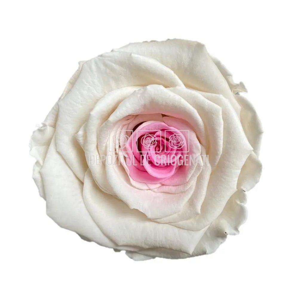 Trandafiri Criogenati XL BIC-14 (Ø6-6,5cm, set 6 buc /cutie) - DepozituldeCriogenati.ro