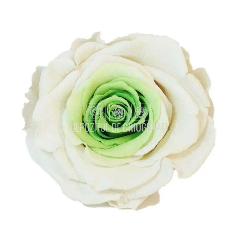 Trandafiri Criogenati XL BIC-18 (Ø6-6,5cm, set 6 buc /cutie) - DepozituldeCriogenati.ro