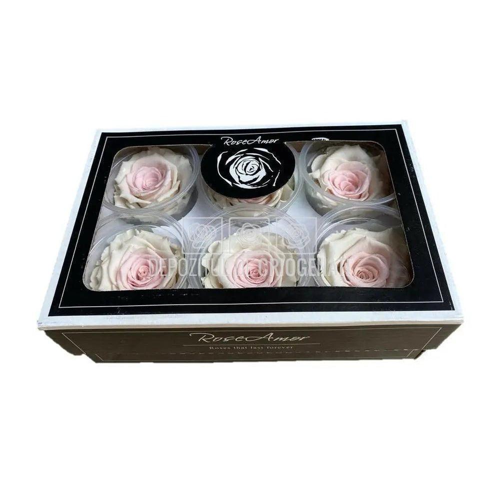 Trandafiri Criogenati XL BIC - 23 (dia. 6 - 6,5cm) - Depozitul de Criogenati