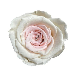 Trandafiri Criogenati XL BIC-23 (Ø6-6,5cm, set 6 buc /cutie) - DepozituldeCriogenati.ro