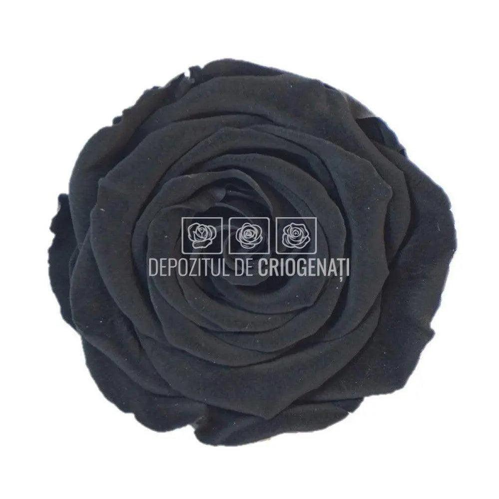 Trandafiri Criogenati XL BLA-01 (Ø6-6,5cm, set 6 buc /cutie) - DepozituldeCriogenati.ro