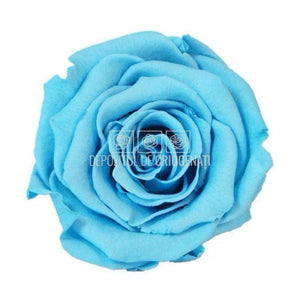Trandafiri Criogenati XL BLU-01 (Ø6-6,5cm, set 6 buc /cutie) - DepozituldeCriogenati.ro