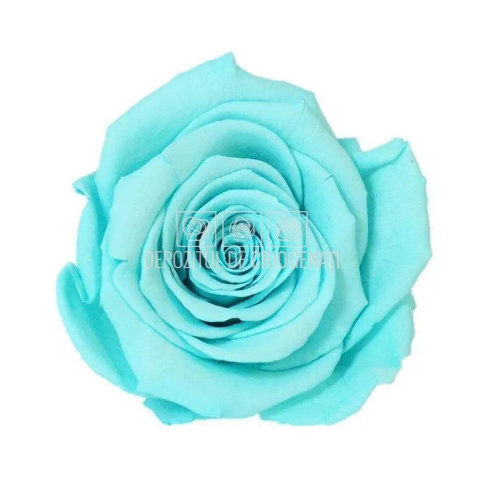 Trandafiri Criogenati XL BLU - 02 (dia. 6 - 6,5cm) - Depozitul de Criogenati