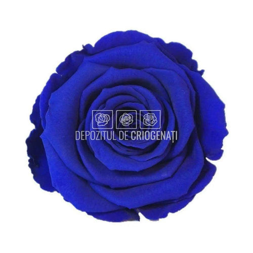 Trandafiri Criogenati XL BLU - 03 (dia. 6 - 6,5cm) - Depozitul de Criogenati