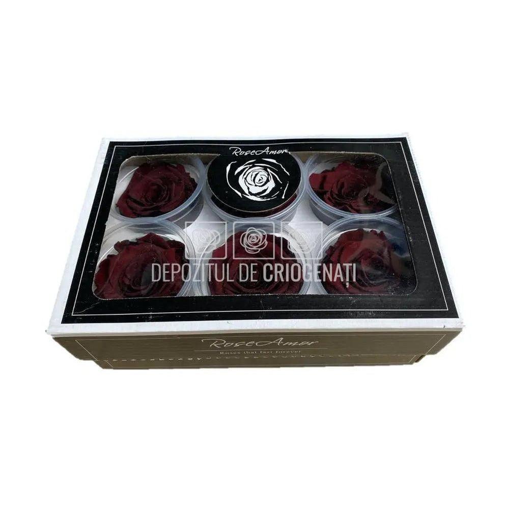 Trandafiri Criogenati XL CHO-01 (Ø6-6,5cm, set 6 buc /cutie) - DepozituldeCriogenati.ro