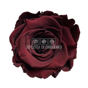 Trandafiri Criogenati XL CHO-01 (Ø6-6,5cm, set 6 buc /cutie) - DepozituldeCriogenati.ro