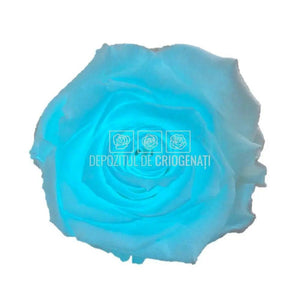 Trandafiri Criogenati XL GLOW BLUE (Ø6-6,5cm, set 6 buc /cutie) - DepozituldeCriogenati.ro