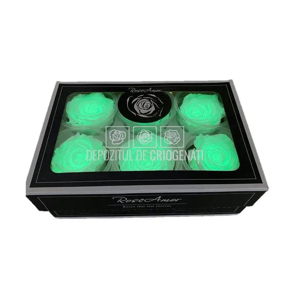 Trandafiri Criogenati XL GLOW GREEN (Ø6-6,5cm, set 6 buc /cutie) - DepozituldeCriogenati.ro
