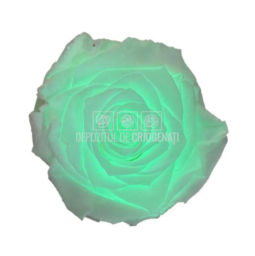 Trandafiri Criogenati XL GLOW GREEN (Ø6-6,5cm, set 6 buc /cutie) - DepozituldeCriogenati.ro