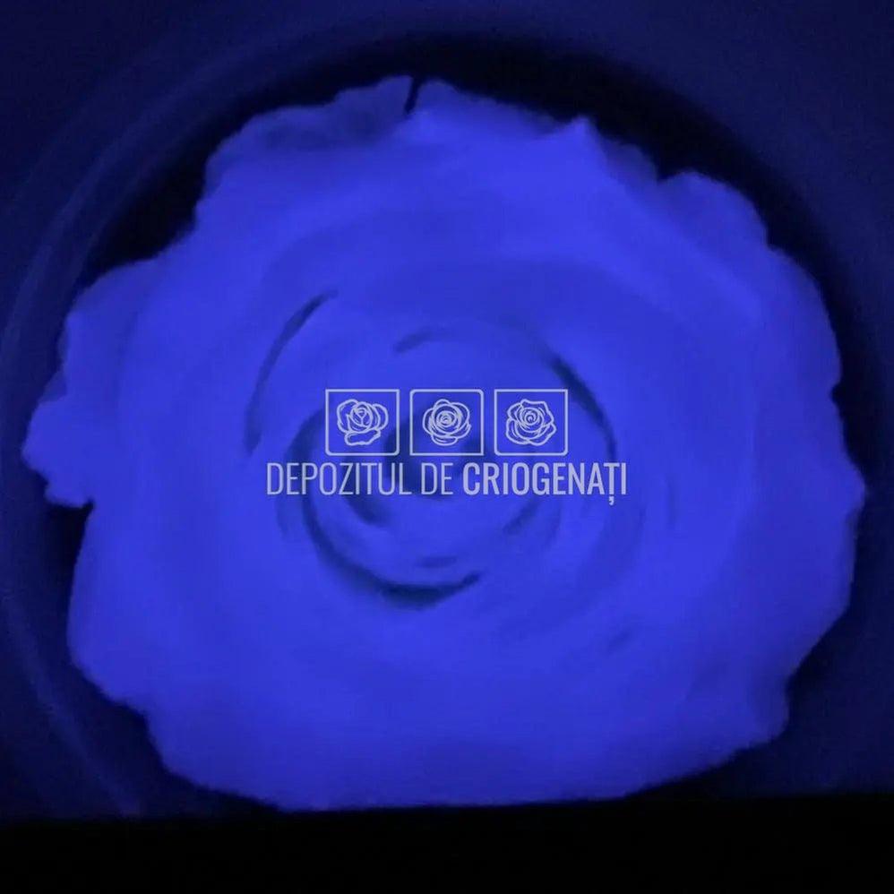 Trandafiri Criogenati XL GLOW PURPLE (Ø6-6,5cm, set 6 buc /cutie) - DepozituldeCriogenati.ro