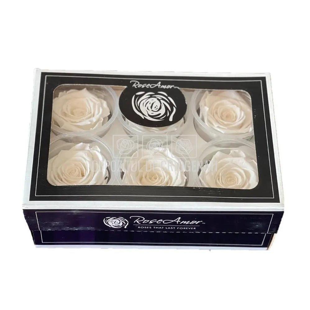 Trandafiri Criogenati XL GLOW PURPLE (Ø6-6,5cm, set 6 buc /cutie) - DepozituldeCriogenati.ro