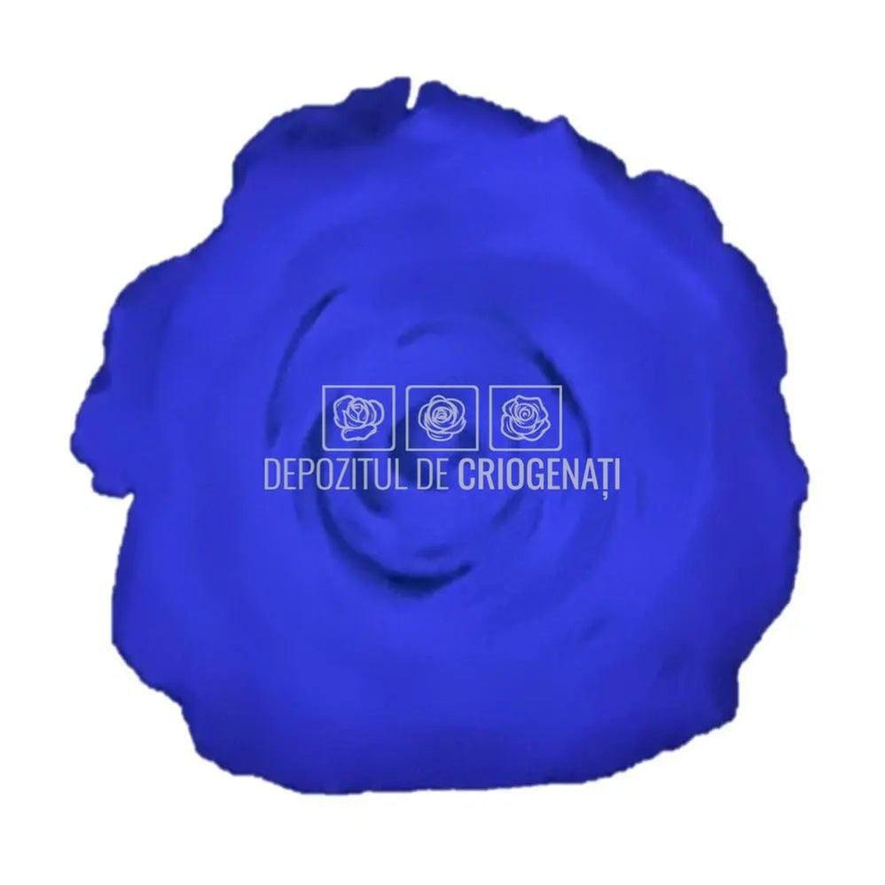 Trandafiri Criogenati XL GLOW PURPLE (Ø6-6,5cm, set 6 buc /cutie) - DepozituldeCriogenati.ro