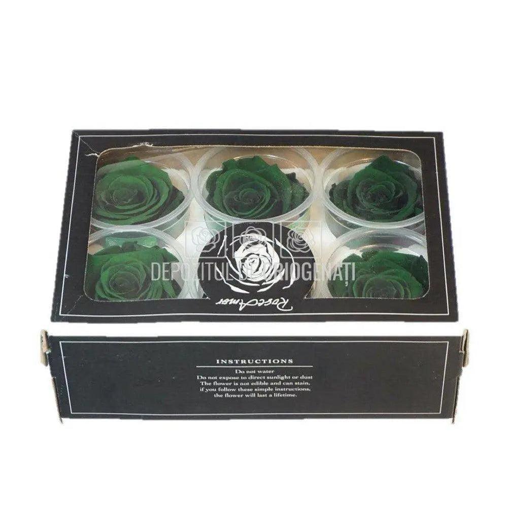 Trandafiri Criogenati XL GRE-02 (Ø6-6,5cm, set 6 buc /cutie) - DepozituldeCriogenati.ro