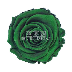 Trandafiri Criogenati XL GRE-02 (Ø6-6,5cm, set 6 buc /cutie) - DepozituldeCriogenati.ro