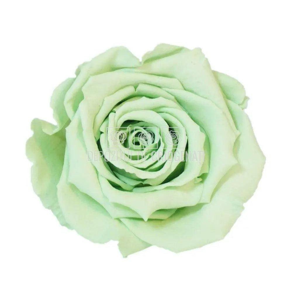 Trandafiri Criogenati XL GRE-04 (Ø6-6,5cm, set 6 buc /cutie) - DepozituldeCriogenati.ro