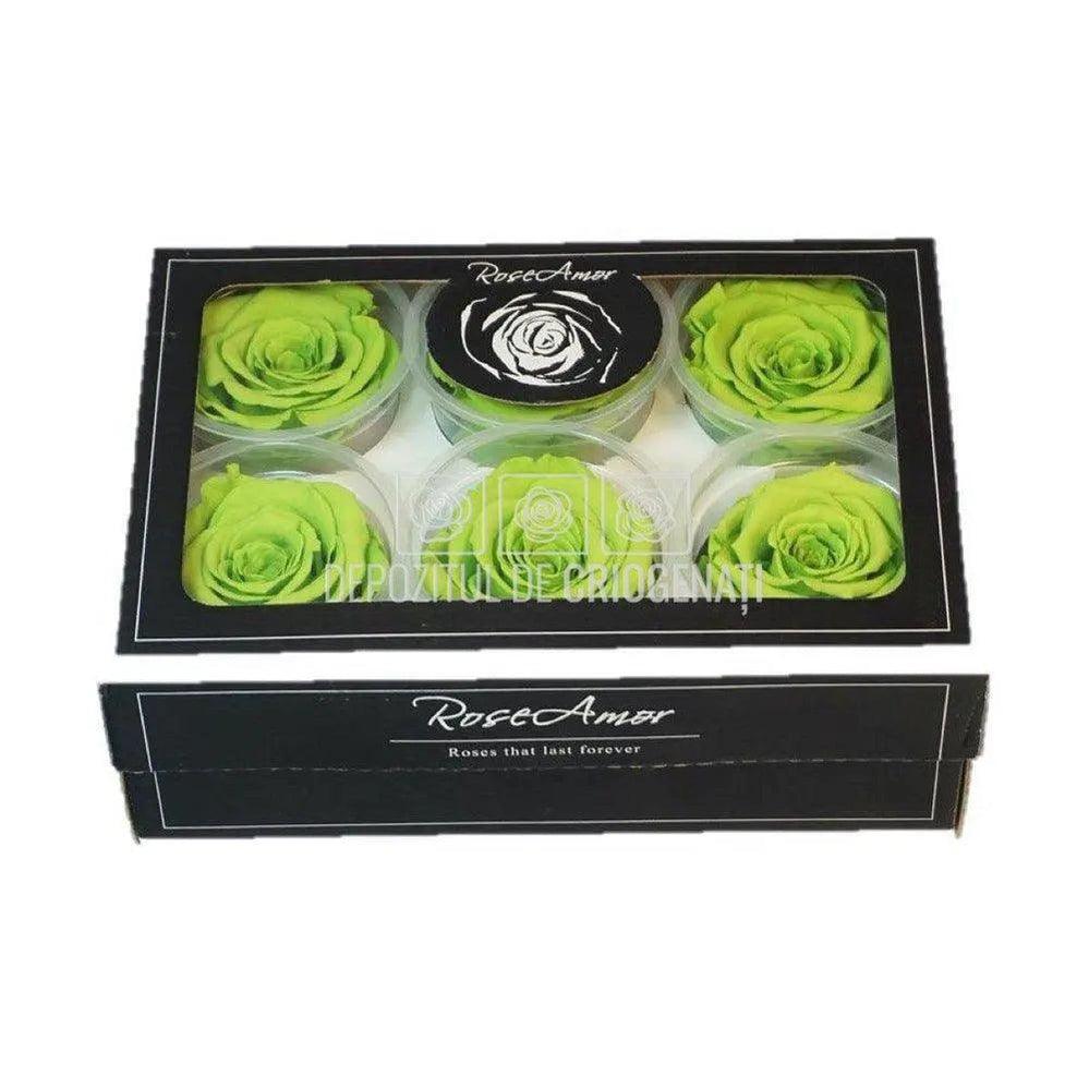 Trandafiri Criogenati XL GRE - 05 (dia. 6 - 6,5cm) - Depozitul de Criogenati